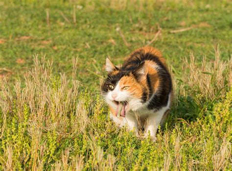 kissa kaatuilee|kissa kaatuilee, oksentelee, on tukkoinen...